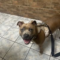Southern California Animal Hospital ico