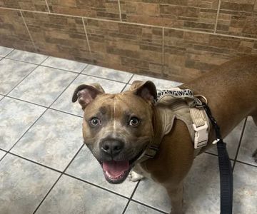 Southern California Animal Hospital