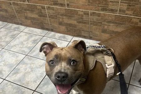 Southern California Animal Hospital
