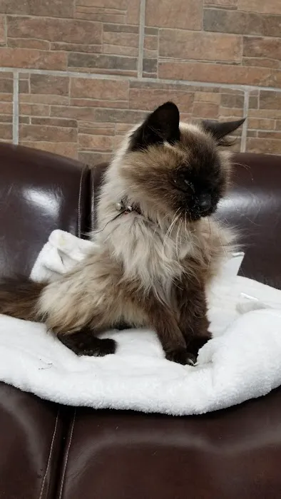 Southern California Animal Hospital 12
