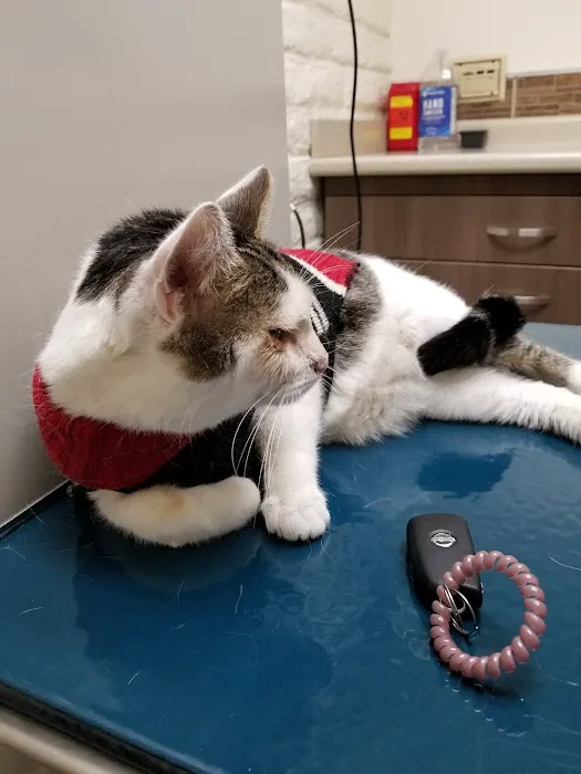 Southern California Animal Hospital 12