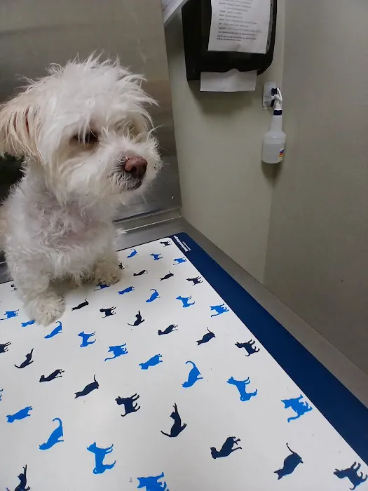 Amar Glen Veterinary Hospital 6