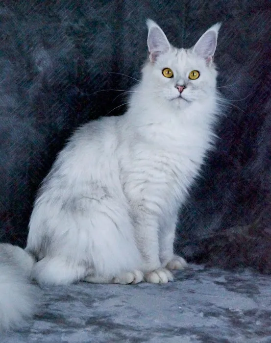 LMCooNCat Maine Coons 12