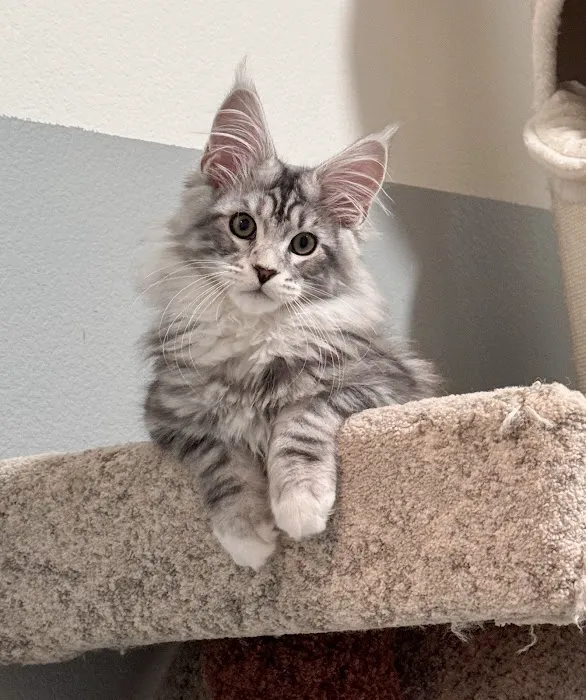LMCooNCat Maine Coons 12