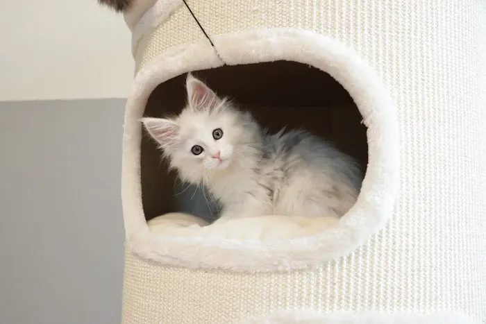 LMCooNCat Maine Coons 12