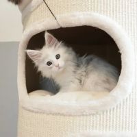 LMCooNCat Maine Coons ico