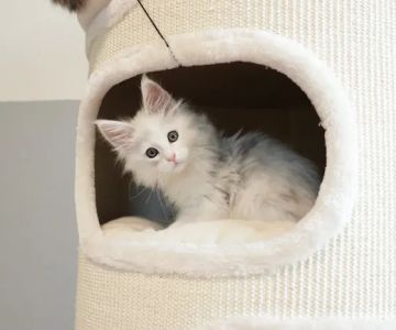 LMCooNCat Maine Coons