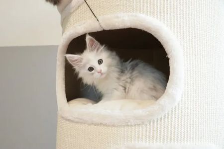 LMCooNCat Maine Coons