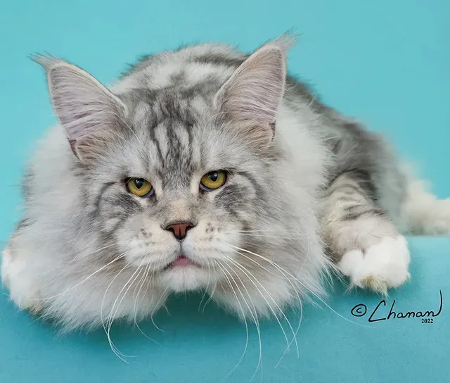LMCooNCat Maine Coons 12