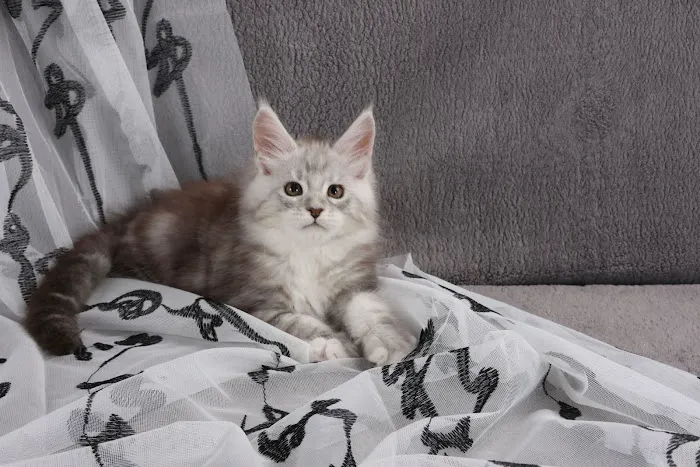 LMCooNCat Maine Coons 12
