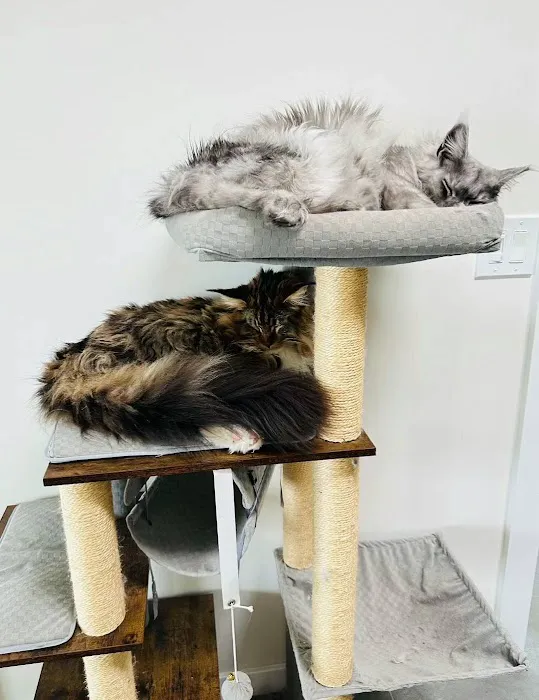 LMCooNCat Maine Coons 12