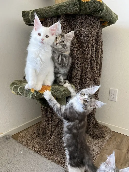 LMCooNCat Maine Coons 12