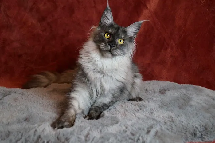 LMCooNCat Maine Coons 12