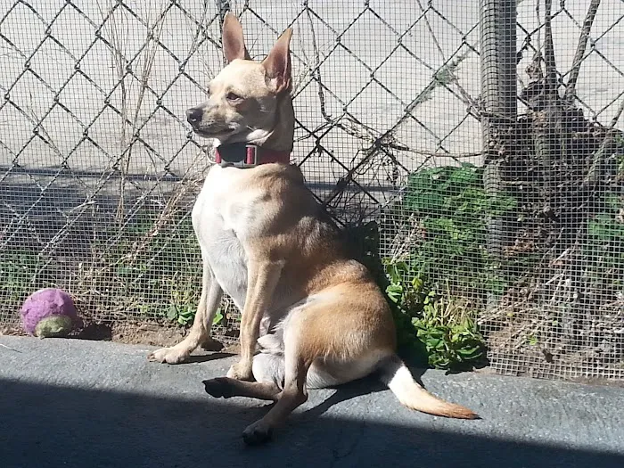 Montebello Veterinary Hospital 12
