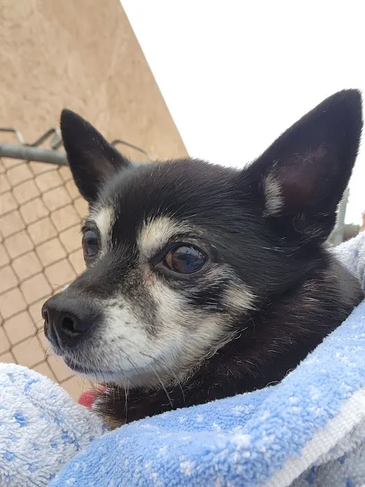 Montebello Veterinary Hospital 12
