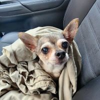 Montebello Veterinary Hospital ico