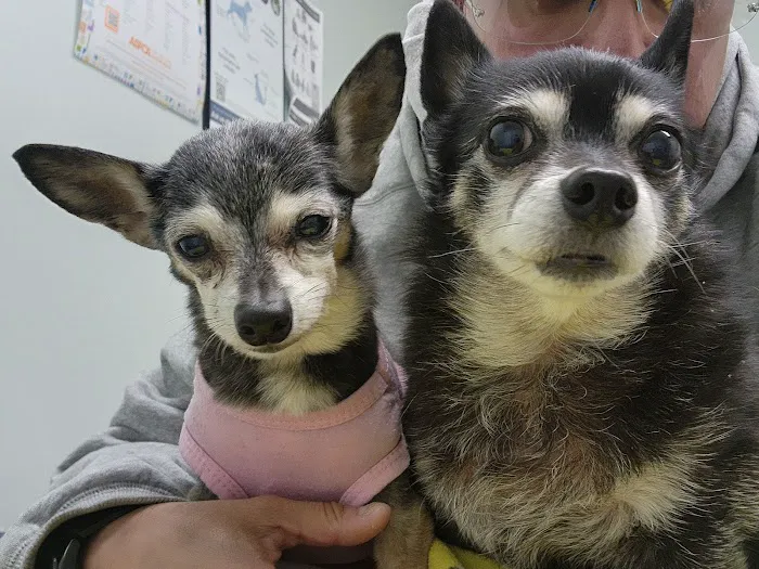 Montebello Veterinary Hospital 12