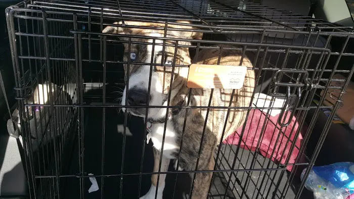San Gabriel Animal Hospital 12