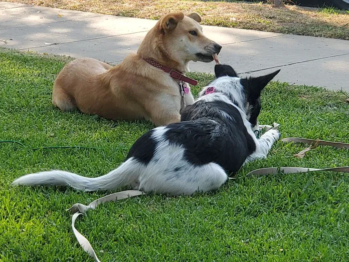 San Gabriel Animal Hospital 12