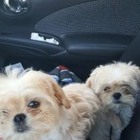 San Gabriel Animal Hospital ico