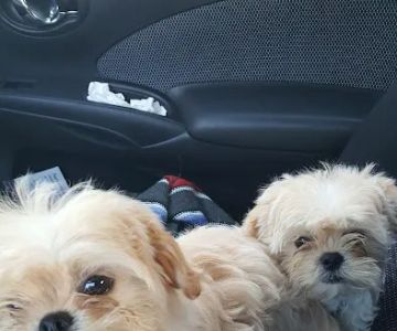 San Gabriel Animal Hospital