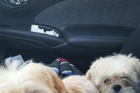 San Gabriel Animal Hospital