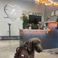 Encanto Animal Hospital ico