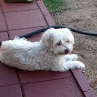 Veterinary Healthcare Center ico