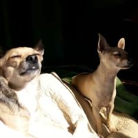 East Los Angeles Dog and Cat Hospital ico