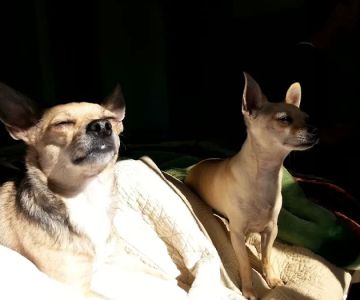 East Los Angeles Dog and Cat Hospital