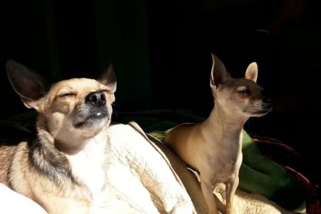 East Los Angeles Dog and Cat Hospital