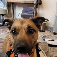 Sno Pets Acupuncture and Wellness ico