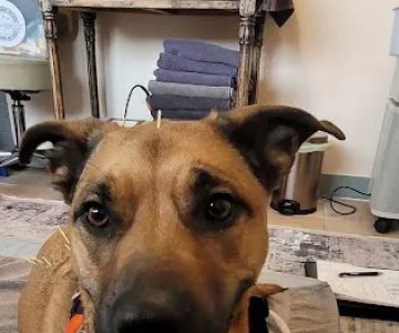 Sno Pets Acupuncture and Wellness