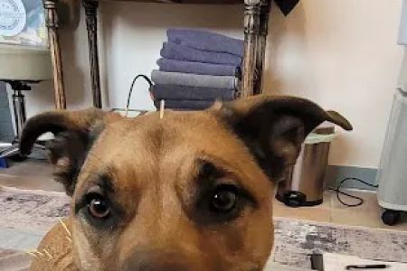 Sno Pets Acupuncture and Wellness