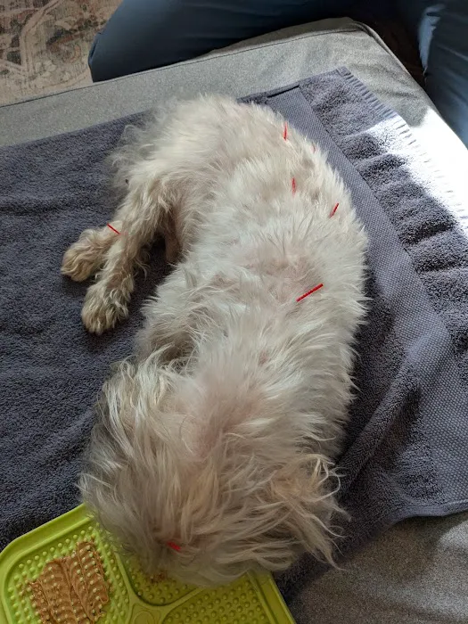 Sno Pets Acupuncture and Wellness 12