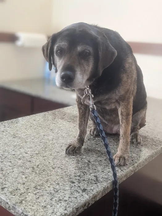 Mountain View Animal Hospital 12