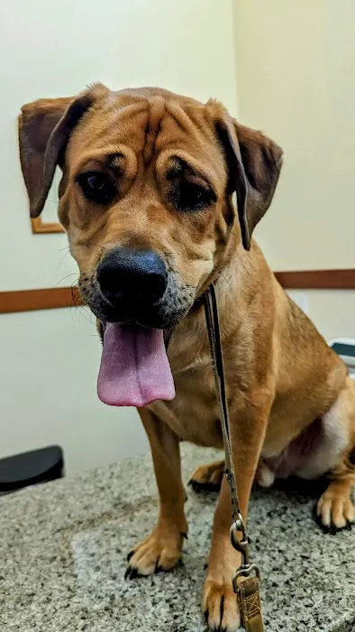 Mountain View Animal Hospital 12