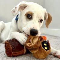 Mountain View Animal Hospital ico
