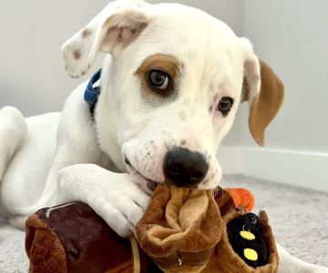 Mountain View Animal Hospital