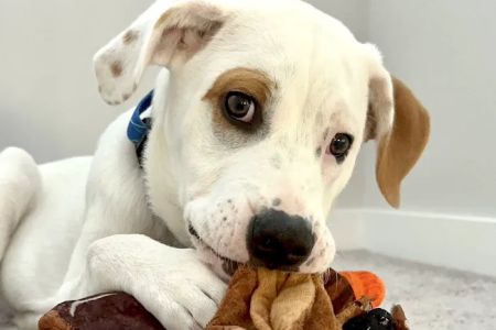 Mountain View Animal Hospital