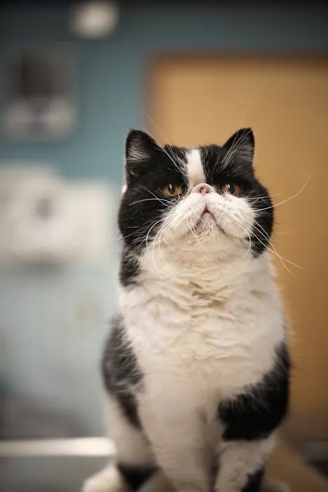 Diamond Veterinary Hospital 12