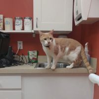 Redmond-Fall City Animal Hospital ico