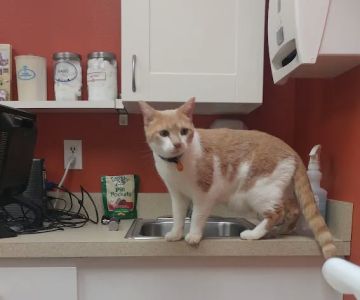 Redmond-Fall City Animal Hospital