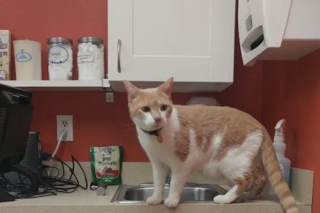 Redmond-Fall City Animal Hospital