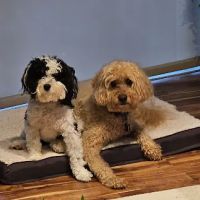 Aerowood Animal Hospital ico