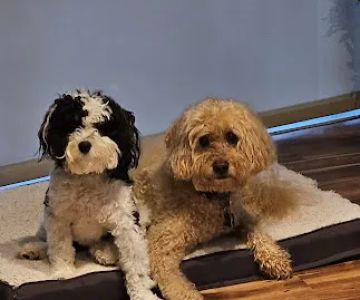 Aerowood Animal Hospital