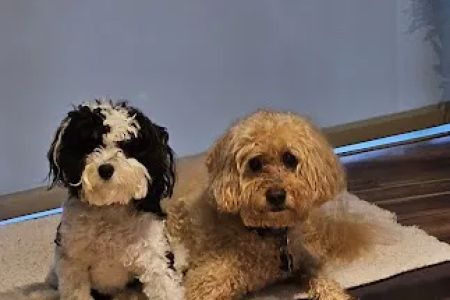 Aerowood Animal Hospital