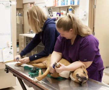 Aerowood Animal Hospital Ps Inc: Smith Candice DVM