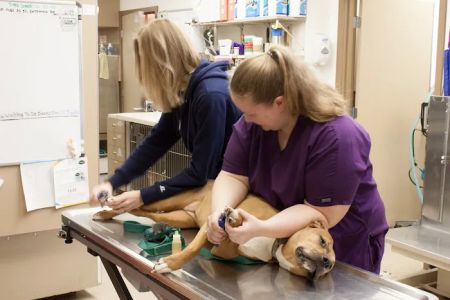 Aerowood Animal Hospital Ps Inc: Smith Candice DVM