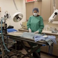 Aerowood Animal Hospital Ps Inc: Kornmann Conrad DVM ico